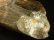 画像7: 極上 現品一点物 スモーキークォーツ ゴールドルチル ポイント 原石６１１ｇ シラー 虹入り レインボー 金針水晶 運気を高める 天然石 鑑賞石 ＧＺ２