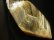 画像2: 極上 現品一点物 スモーキークォーツ ゴールドルチル ポイント 原石６１１ｇ シラー 虹入り レインボー 金針水晶 運気を高める 天然石 鑑賞石 ＧＺ２ (2)
