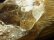 画像5: 極上 現品一点物 スモーキークォーツ ゴールドルチル ポイント 原石６１１ｇ シラー 虹入り レインボー 金針水晶 運気を高める 天然石 鑑賞石 ＧＺ２